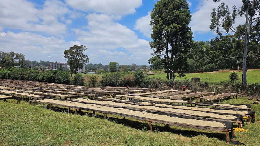 Fairview Coffee Estate Tour From Nairobi - Coffee, cookies, and milk in the garden
