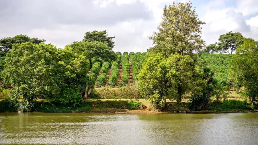 Fairview Coffee Estate Tour From Nairobi - What the $58 price really covers