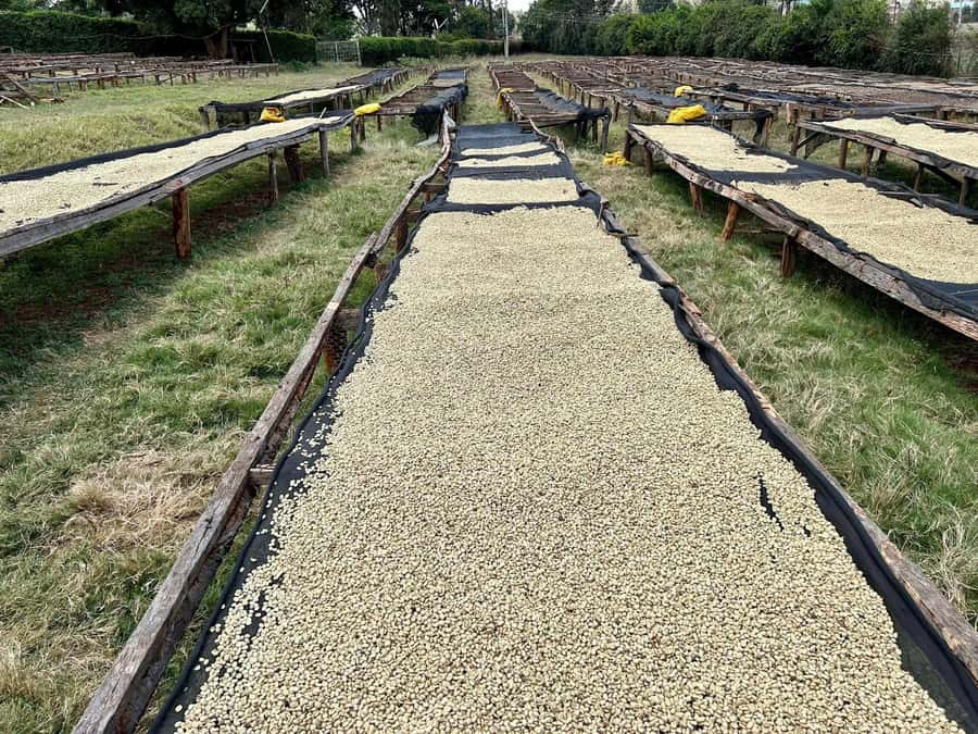 Fairview Coffee Estate Tour From Nairobi - Starting with hotel pickup in Nairobi
