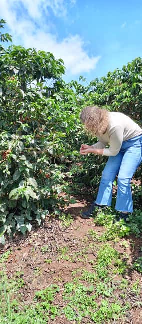 FAIRVIEW COFFEE FARM DAY TOUR - Why Fairview Coffee Farm Makes a Good Half-Day Plan