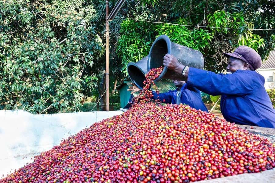 Fairview Coffee Farm Day Tour in Nairobi with Pickup - Key points to know before booking