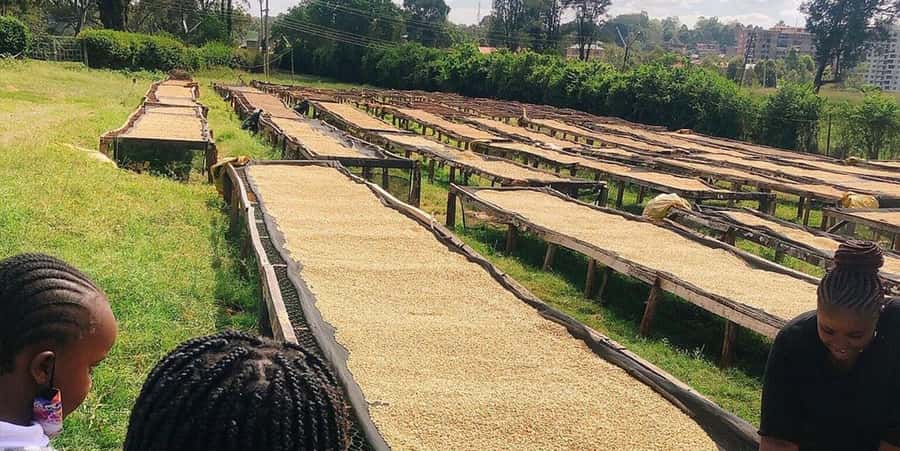 Fairview Coffee Farm Day Tour in Nairobi with Pickup - Who will enjoy this coffee farm visit