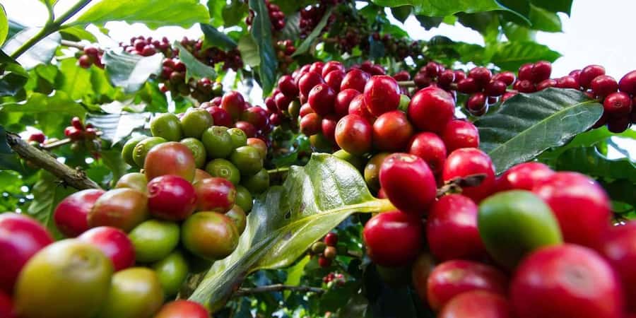 Fairview Coffee Farm Day Tour in Nairobi with Pickup - Leaving Nairobi with hotel pickup