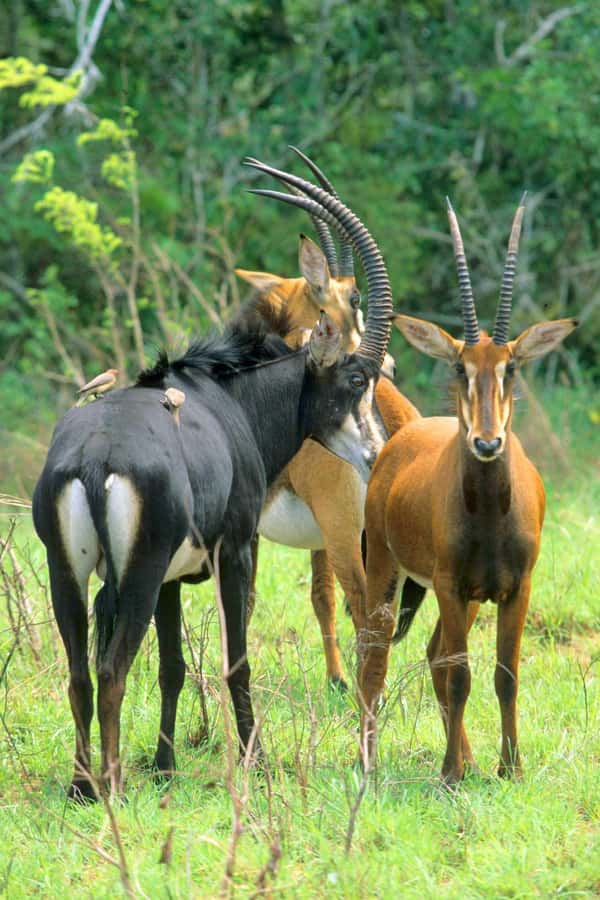 From Diani: Full Day Shimba hills tour with Sheldrick Falls - Key points at a glance