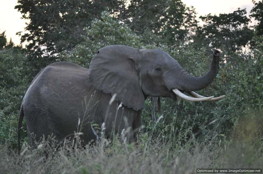 From Diani: Full Day Shimba hills tour with Sheldrick Falls - Returning to Diani by about 3:00 PM