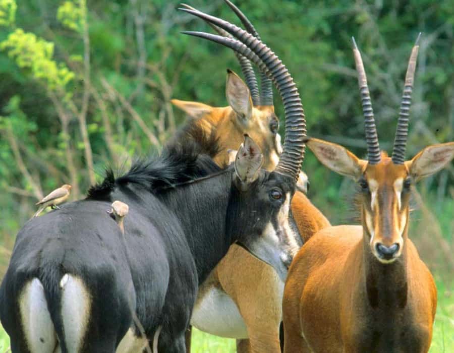 From Diani: Full Day Shimba hills tour with Sheldrick Falls - Who should book this experience?