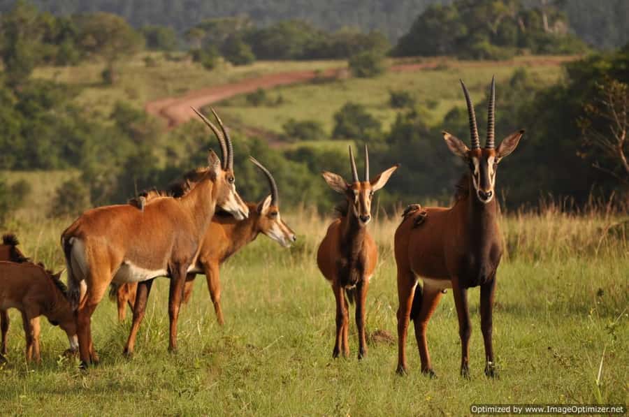 From Diani: Full Day Shimba hills tour with Sheldrick Falls - Should you book the Shimba Hills and Sheldrick Falls tour?