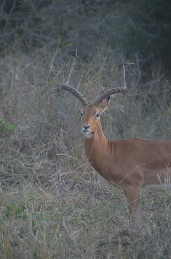 From Diani or Mombasa: Tsavo East National Park Day Trip - Key points before you book