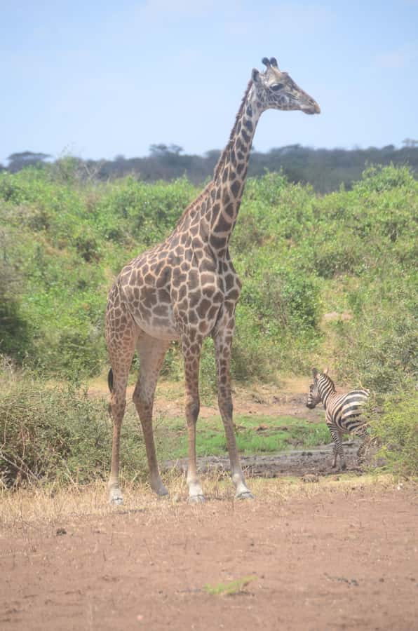 From Diani or Mombasa: Tsavo East National Park Day Trip - Tsavo East gives you a very different Kenya