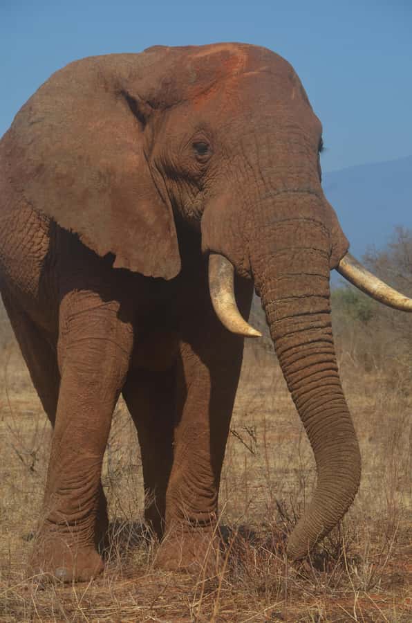 From Diani or Mombasa: Tsavo East National Park Day Trip - Bachuma Gate and the first four-hour game drive