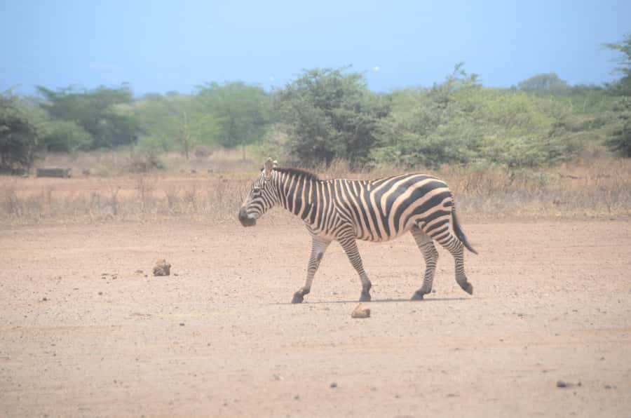 From Diani or Mombasa: Tsavo East National Park Day Trip - The pre-dawn pickup from Diani or Mombasa