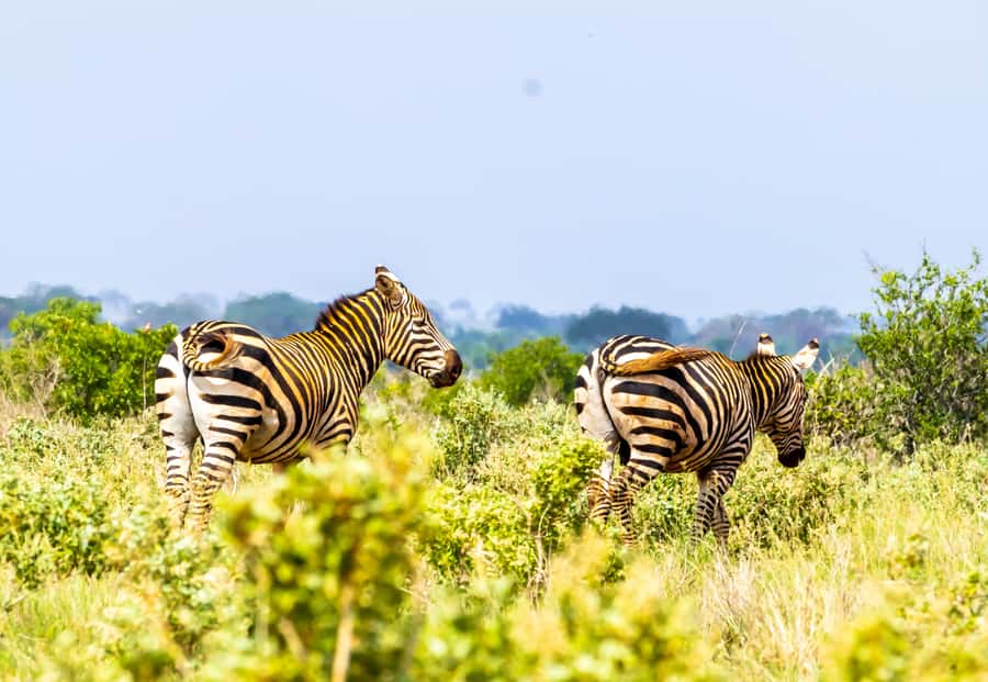 From Kilifi, Watamu, Malindi: Tsavo East Day Safari - Key points to know before booking