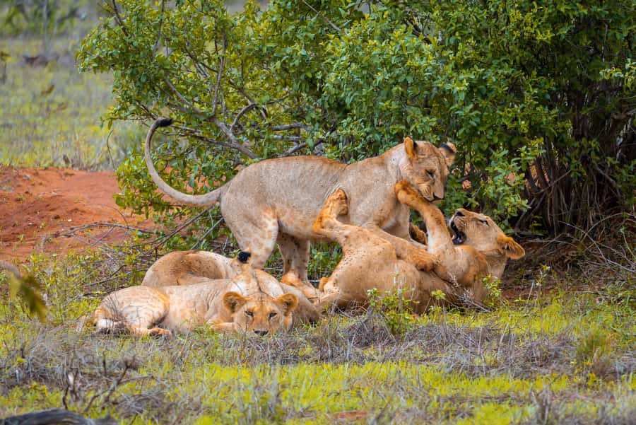 From Kilifi, Watamu, Malindi: Tsavo East Day Safari - Tsavo East makes a demanding day trip from the coast
