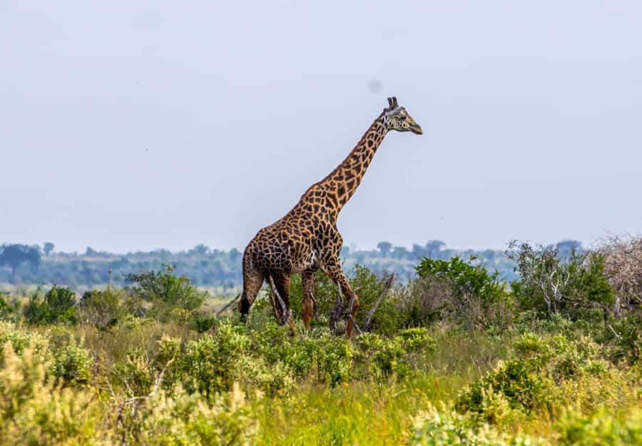 From Kilifi, Watamu, Malindi: Tsavo East Day Safari - What the guide should explain along the way