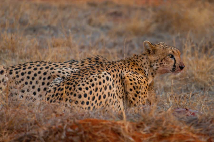 From Kilifi, Watamu, Malindi: Tsavo East Day Safari - Private transport sounds convenient, but ask about the vehicle