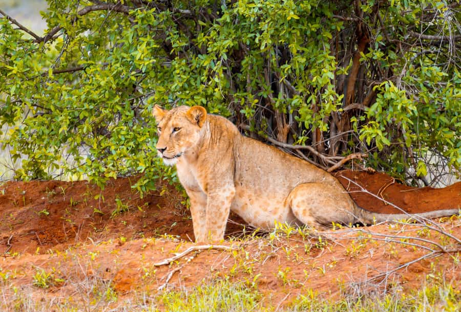 From Kilifi, Watamu, Malindi: Tsavo East Day Safari - What to pack for a smoother day