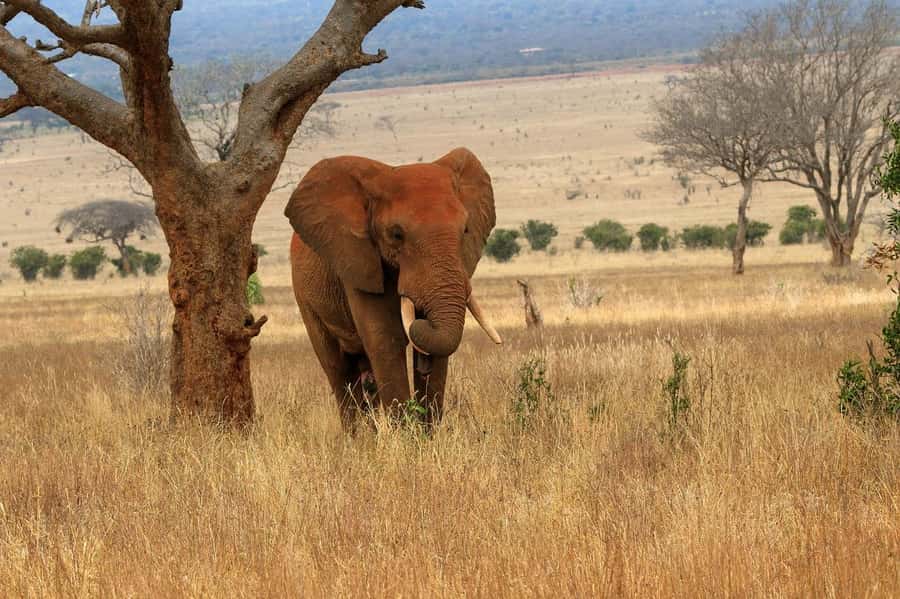 From Mombasa/Diani: Tsavo East National Park Day Trip - Why Tsavo East makes a strong change from the coast