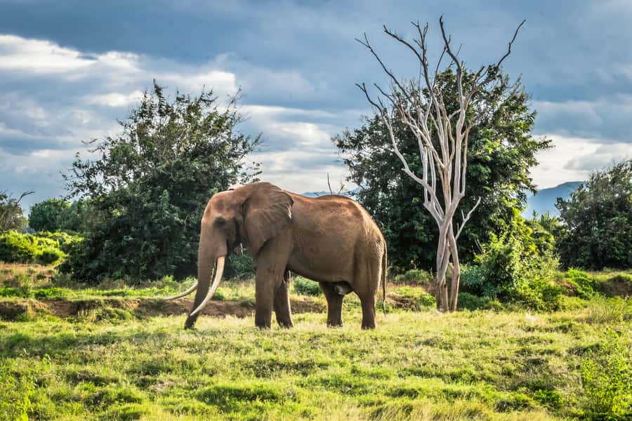 From Mombasa/Diani: Tsavo East National Park Day Trip - Five hours of game viewing in Tsavo East