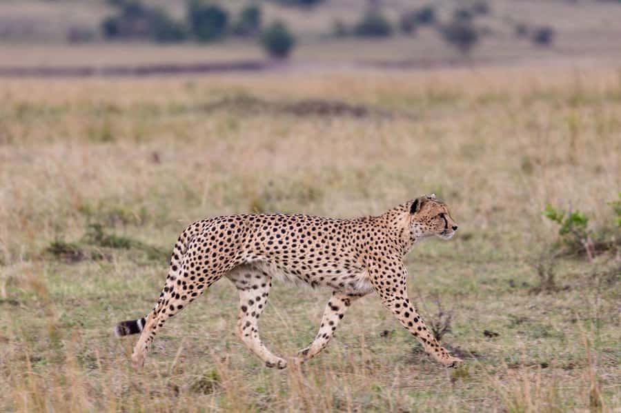 From Mombasa/Diani: Tsavo East National Park Day Trip - Lunch inside the park