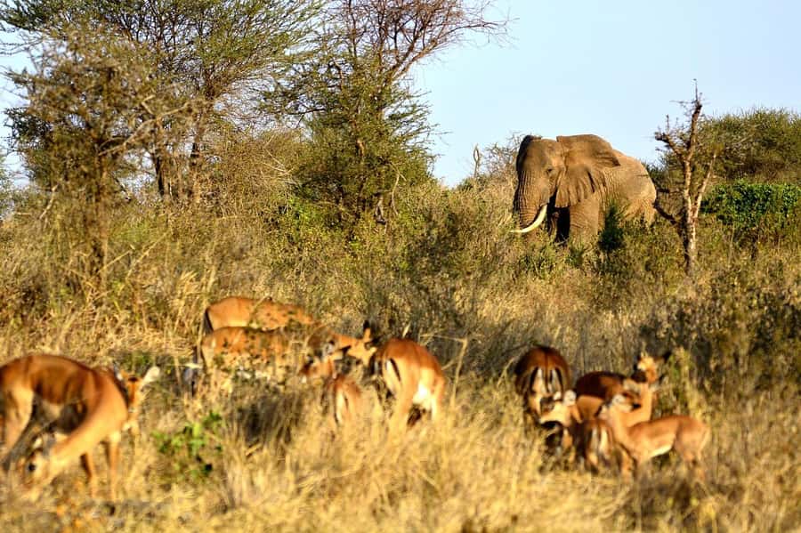 From Mombasa/Diani: Tsavo East National Park Day Trip - The afternoon drive and return to the coast