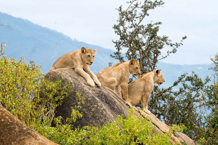 From Mombasa/Diani: Tsavo East National Park Day Trip - Who will enjoy this day most?