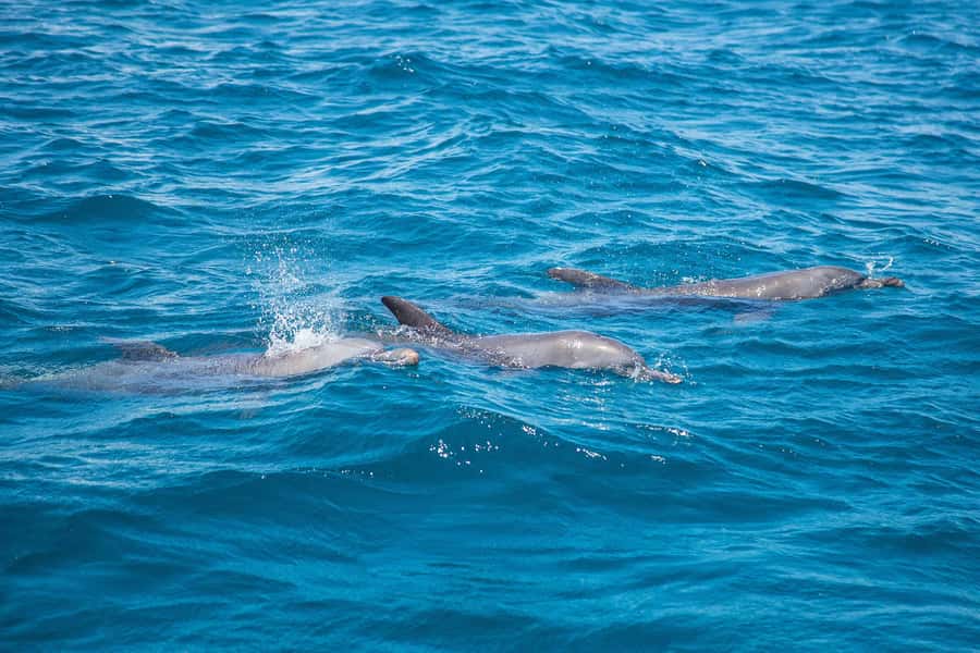 From Mombasa: Kisite Mpunguti Marine Park and Wasini Island - Snorkeling at Kisite Mpunguti Marine Park