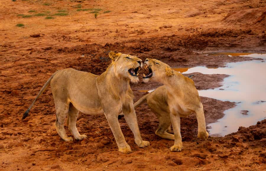 From Mombasa/Mtwapa/Diani/Tiwi: Tsavo East Full-Day Safari - Why Tsavo East makes a demanding day trip