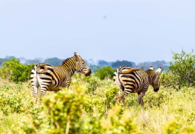 Tsavo East Full-Day Safari