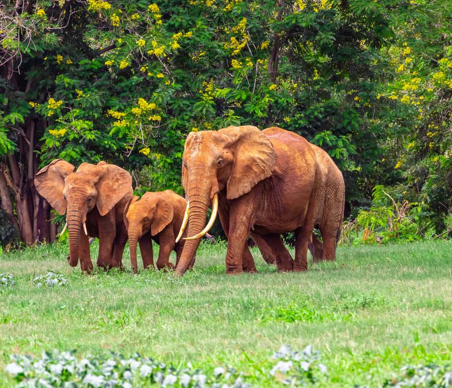 From Mombasa/Mtwapa/Diani/Tiwi: Tsavo East Full-Day Safari - Elephants, lions, and the luck of the sightings