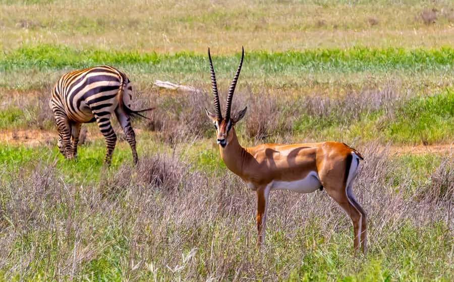 From Mombasa/Mtwapa/Diani/Tiwi: Tsavo East Full-Day Safari - Lunch beside a watering hole