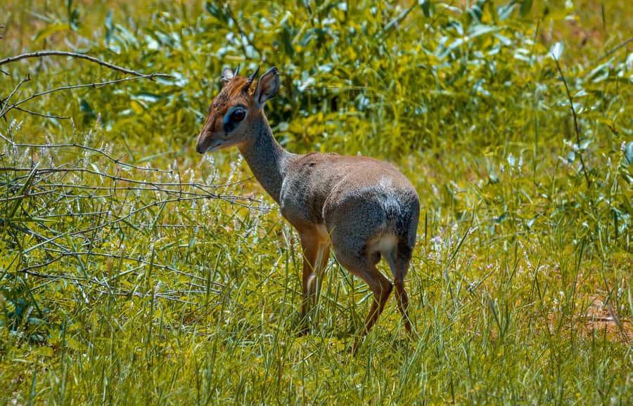 From Mombasa/Mtwapa/Diani/Tiwi: Tsavo East Full-Day Safari - Booking advice and cancellation flexibility