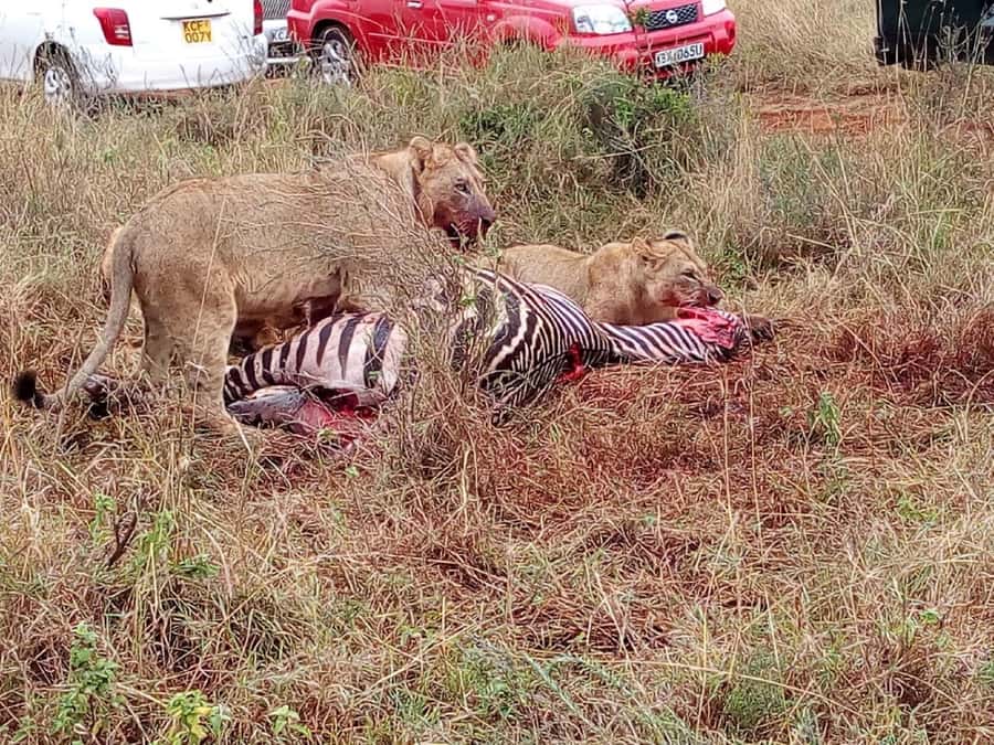 From Mombasa: Tsavo National Park Full-Day Group Trip - Key points to know before booking
