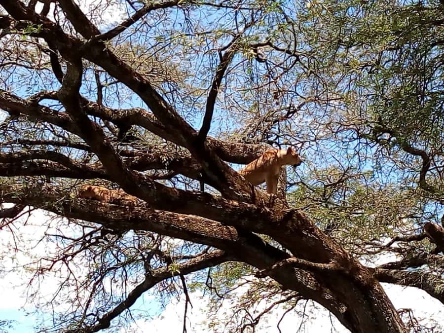 From Mombasa: Tsavo National Park Full-Day Group Trip - From Mombasa’s hotel lobby to Tsavo East