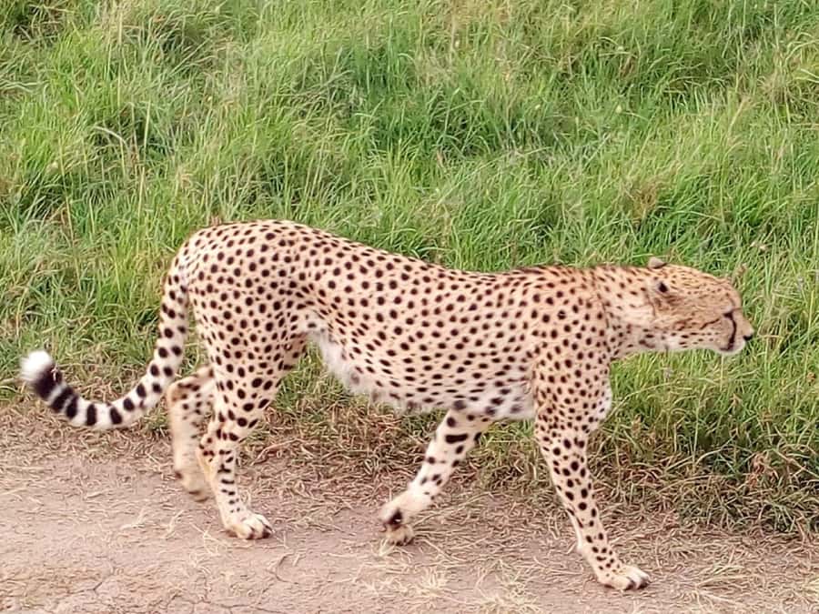 From Mombasa: Tsavo National Park Full-Day Group Trip - Lunch at a lodge, then an afternoon drive