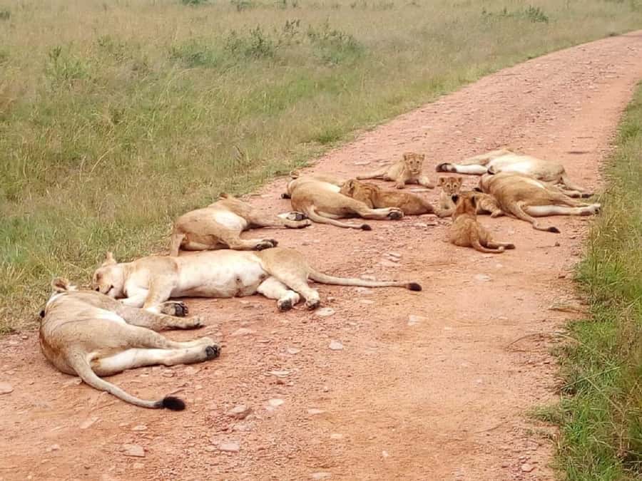 From Mombasa: Tsavo National Park Full-Day Group Trip - The return drive is the main drawback