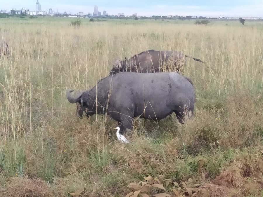 From Mombasa: Tsavo National Park Full-Day Group Trip - Small details that improve the day