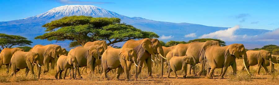 From Nairobi: 2-Day Amboseli National Park Safari - Why Amboseli is worth the long ride from Nairobi