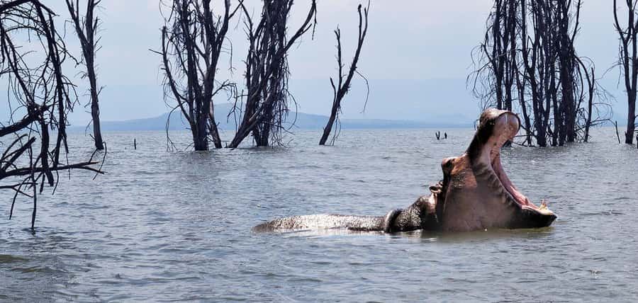 From Nairobi: 2-Day Naivasha Safari with Accommodation - Key points to know before booking