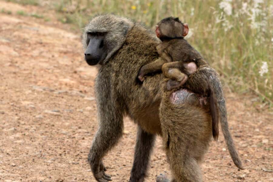 From Nairobi: 2-Day Naivasha Safari with Accommodation - What the $248 price covers
