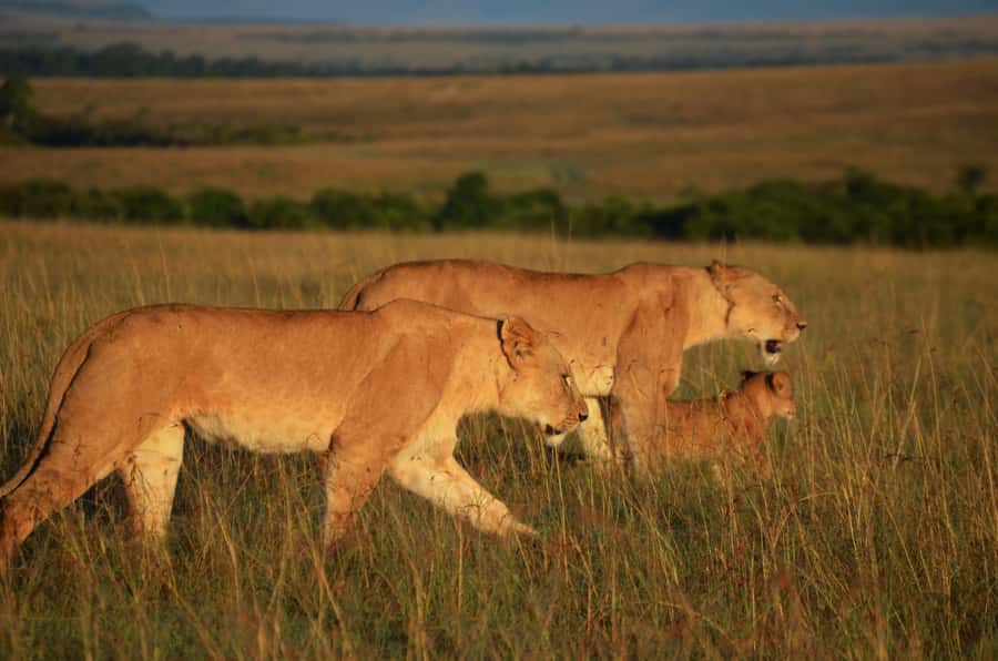 From Nairobi : 2-Days 1-Night Masai Mara Private 4WD Safari - What you may see on the Masai Mara game drive