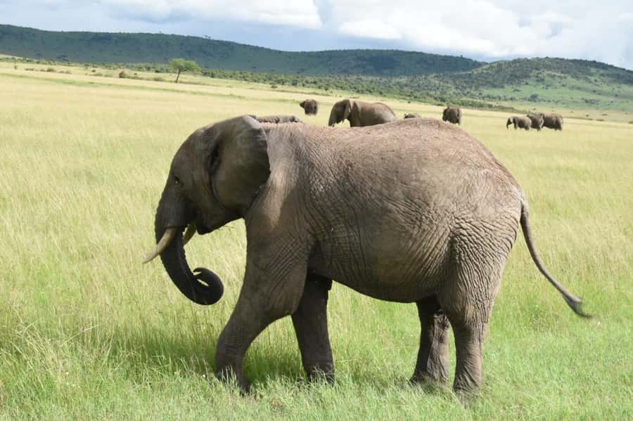 From Nairobi : 2-Days 1-Night Masai Mara Private 4WD Safari - Mara River, hippos, crocodiles, and migration country