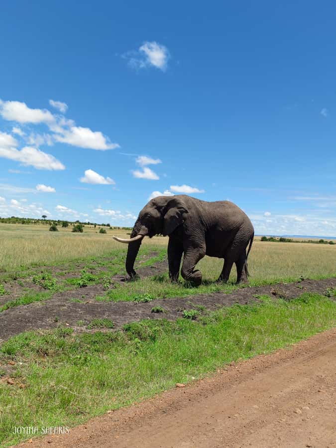 From Nairobi : 2-Days 1-Night Masai Mara Private 4WD Safari - Giraffe Hills Mara Camp and the one-night stay