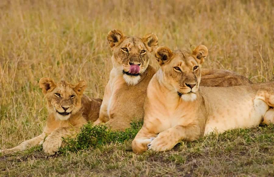 From Nairobi : 2-Days 1-Night Masai Mara Private 4WD Safari - What the $400 price really covers