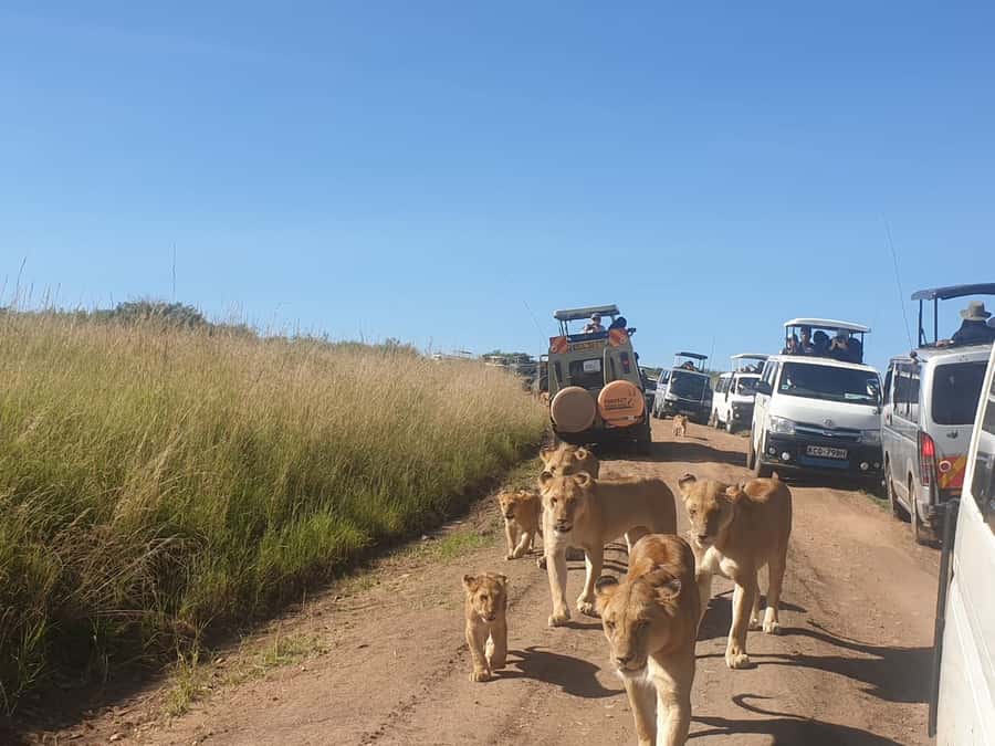 From Nairobi: 3 Days, 2 Nights Maasai Mara Group Safari - The real value of three days in Maasai Mara