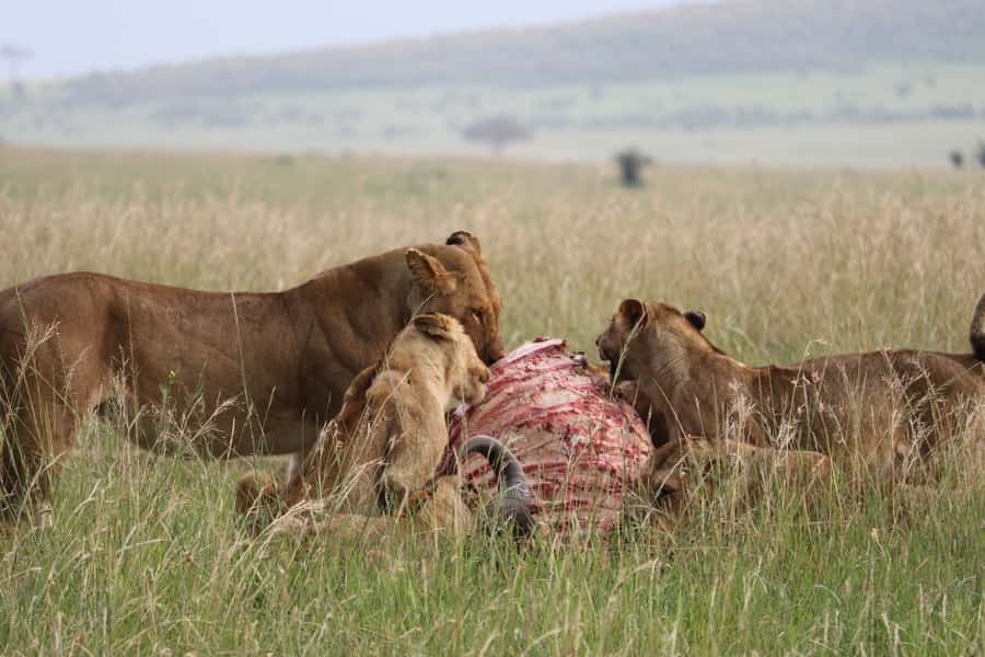 From Nairobi: 3 Days, 2 Nights Maasai Mara Group Safari - The full game-drive day is the heart of the trip