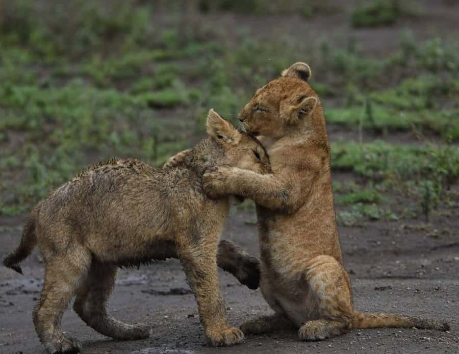 From Nairobi:3-Days 2-Nights Maasai Mara Group Safari in 4WD - What the $230 Maasai Mara safari really includes