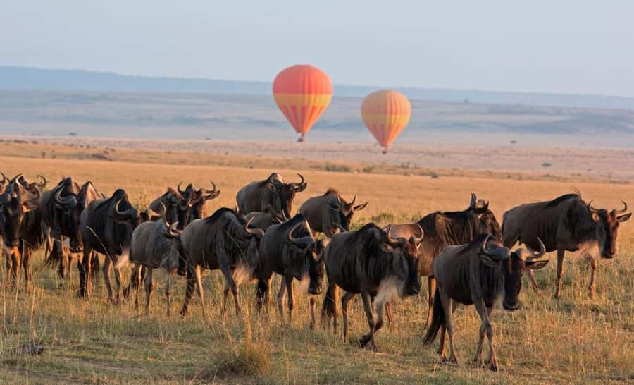 From Nairobi:3-Days 2-Nights Maasai Mara Group Safari in 4WD - The full wildlife day in the 1,510-square-kilometre reserve