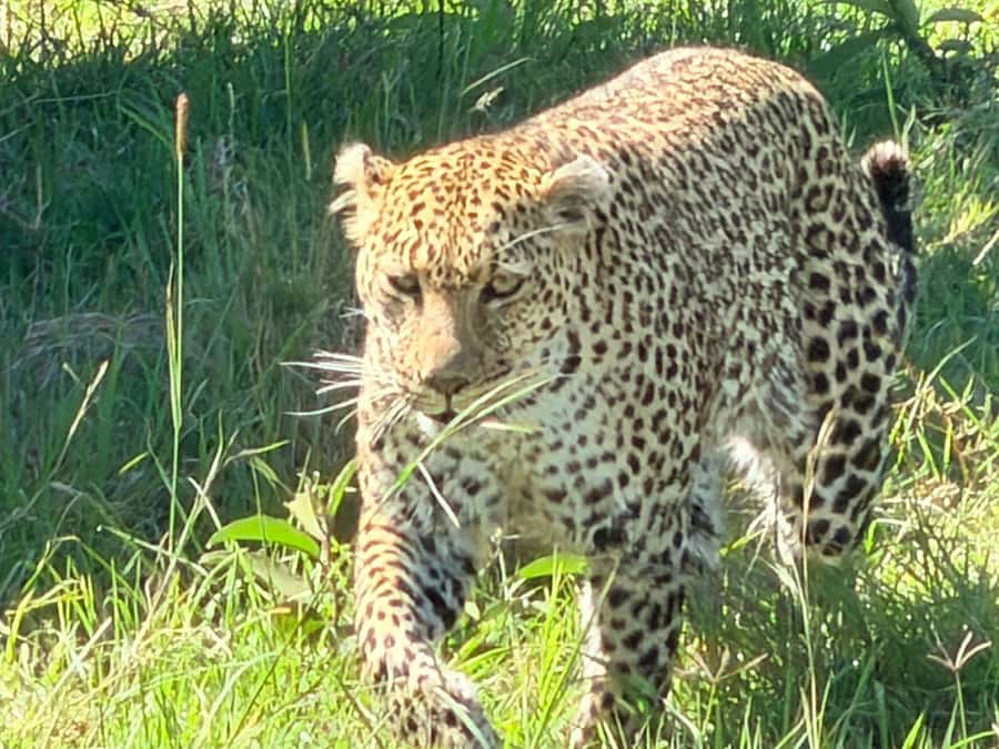 From Nairobi:3-Days 2-Nights Maasai Mara Group Safari in 4WD - Camp meals and the practical side of budget lodging