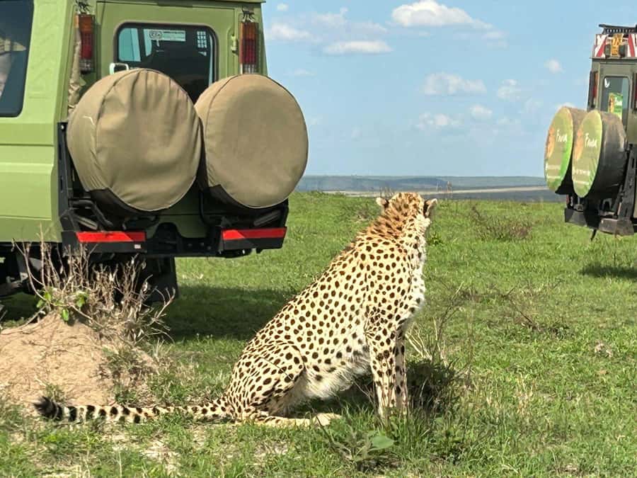 From Nairobi:3-Days 2-Nights Maasai Mara Group Safari in 4WD - The return to Nairobi and the optional Maasai village