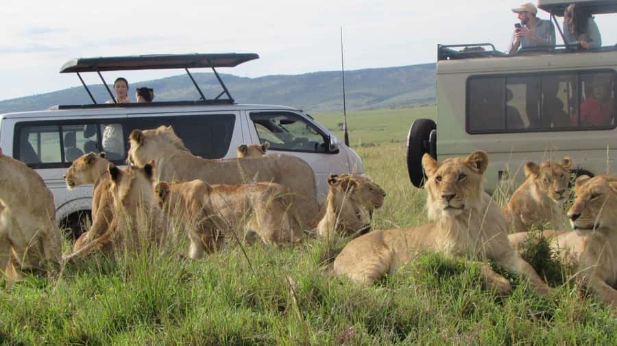 From Nairobi:3-Days 2-Nights Maasai Mara Group Safari in 4WD - Who should book this safari